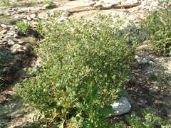 Mentzelia micrantha