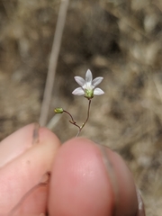 Nemacladus secundiflorus