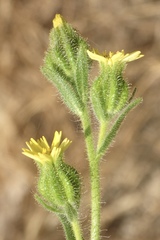 Madia gracilis gracilis