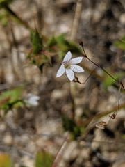 Nemacladus secundiflorus