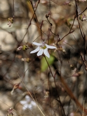 Nemacladus secundiflorus