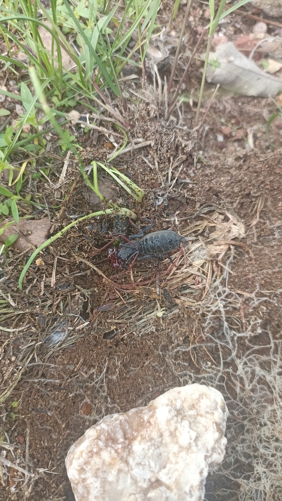 Mastigoproctus mexicanus