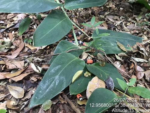 Caatinga Coralsnake