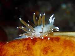 Cuthonella cocoachroma