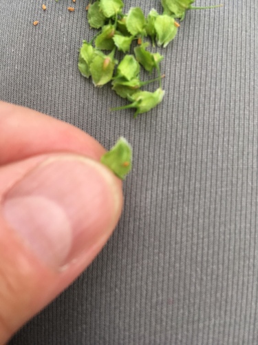 Kerner's dock (Rumex kerneri)