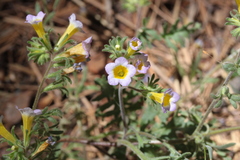 Phacelia bicolor