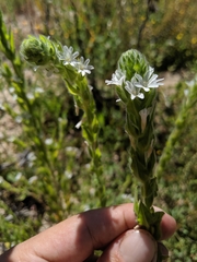 Epilobium densiflorum