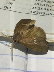 Hypsoropha hormos