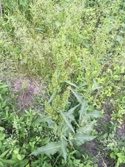 Rumex kerneri
