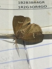 Hypsoropha hormos