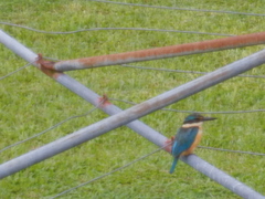 Melanesian Kingfisher photo 3