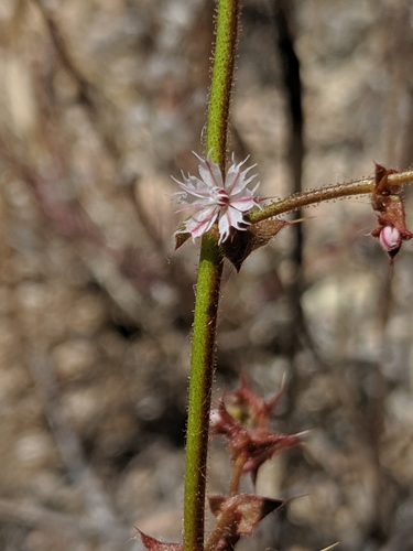 Image of Mucronea perfoliata by no rights reserved