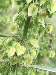 Rumex kerneri
