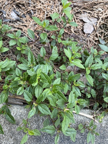 Image of Veronica umbrosa by (c) Mary Spilman, some rights reserved (CC BY)