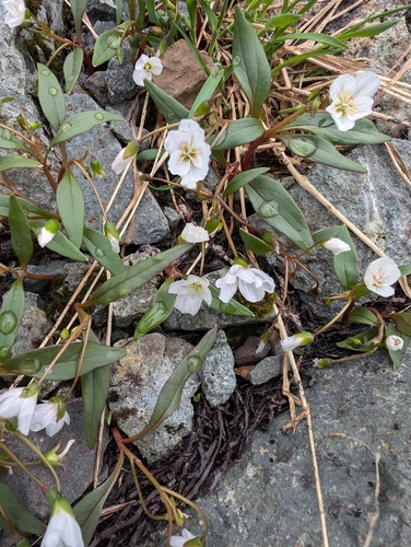 Image of Claytonia multiscapa by (c) Simone Littledale, some rights reserved (CC BY)