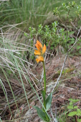 Dichromanthus aurantiacus