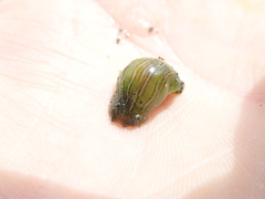 Phyllaplysia taylori