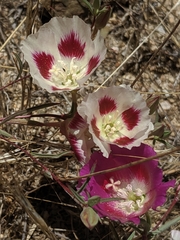 Clarkia speciosa