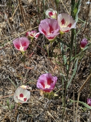 Clarkia speciosa