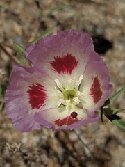 Clarkia speciosa
