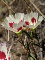 Clarkia speciosa