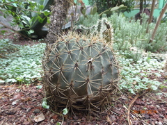 Echinocactus