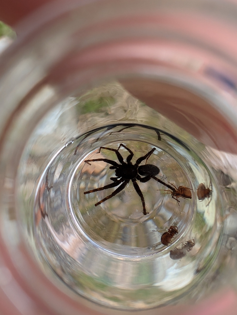 Glacier Bay Wolf Spider