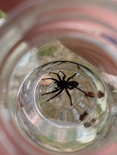 Glacier Bay Wolf Spider