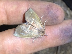 Hypsoropha hormos