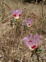 Clarkia speciosa