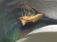 Hypsoropha hormos