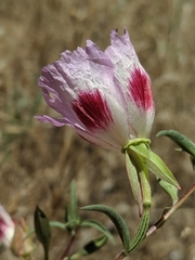 Clarkia speciosa