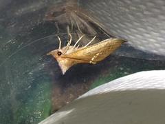 Hypsoropha hormos