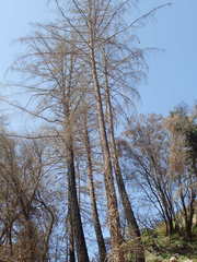 Pseudotsuga macrocarpa