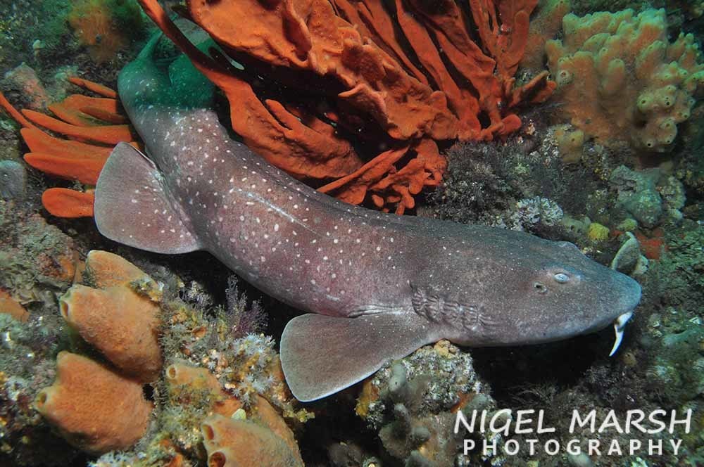 Blind Shark