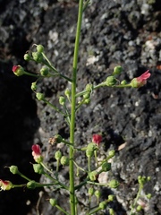 Scrophularia desertorum
