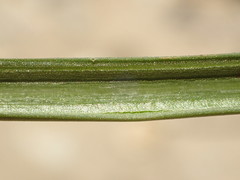 Juncus macrophyllus