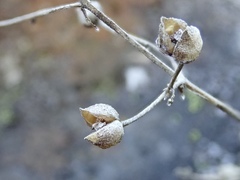 Scrophularia desertorum