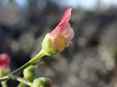 Scrophularia desertorum