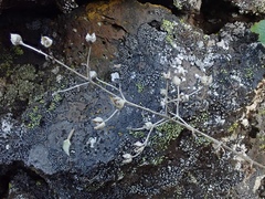 Scrophularia desertorum