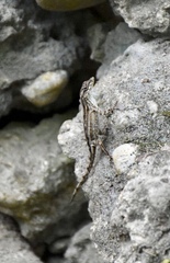 Anolis homolechis
