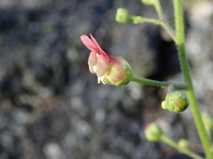 Scrophularia desertorum