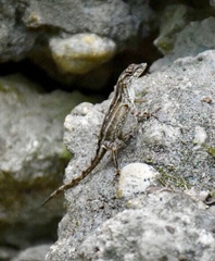 Anolis homolechis