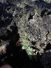 Scrophularia desertorum