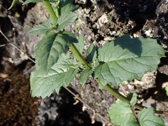 Scrophularia desertorum