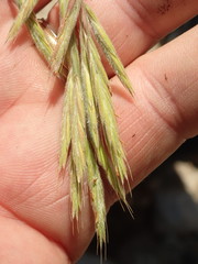 Bromus grandis