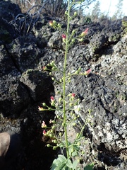 Scrophularia desertorum