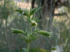 Silene spaldingii