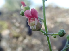 Scrophularia desertorum