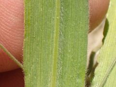 Bromus grandis